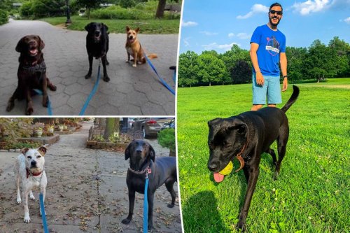 Ex-NYC teacher earning $120k — as a dog walker