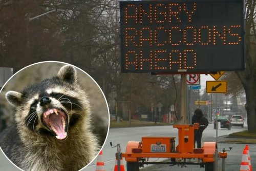 Sign in Washington hacked to display surprising warning about ‘angry raccoons’