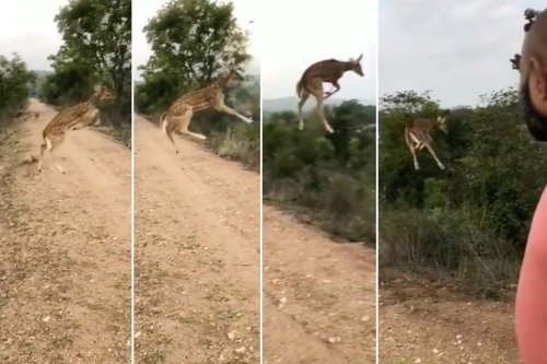 ‘Flying’ deer stuns social media in jaw-dropping video