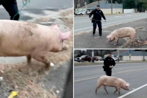 Escaped pig named Albert Einswine leads New Jersey police on wild chase for quarter mile: ‘Faster than they look’