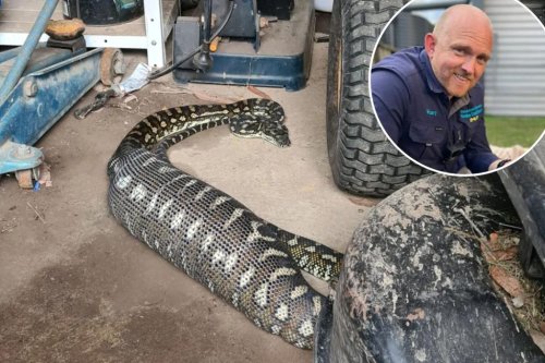 Giant python’s mystery meal confuses internet: ‘What did it eat?’