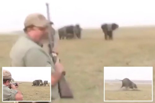 Elephants get revenge after hunter shoots one of their herd dead