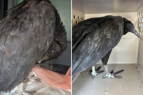 Drunk vultures found ‘actively dying’ until wildlife refuge helped ‘detox’ them