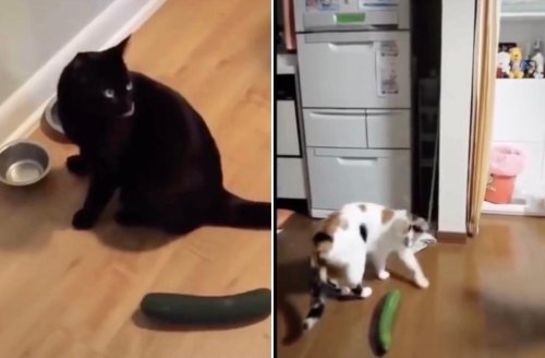 The fascinating reason why cats are terrified of cucumbers and other foods