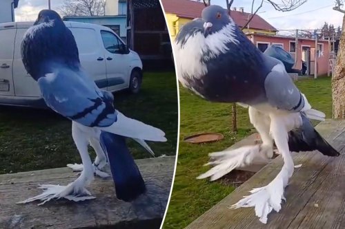 ‘Mutant pigeon’ with giant legs baffles internet — and it’s no AI ...