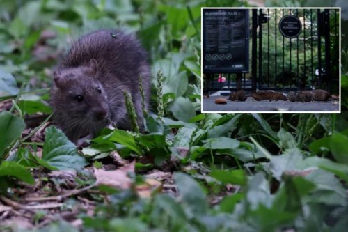Trendy NYC nabe sees 37% surge in rat sightings in 2026 — even as reports dip citywide