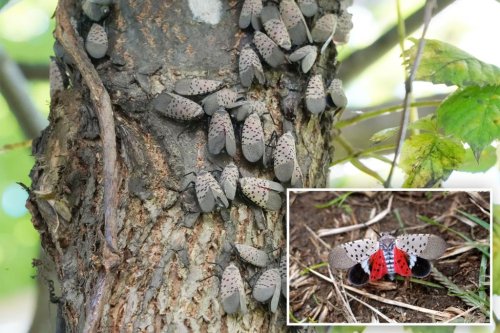 If you want to avoid lanternflies this summer, here’s how you need to act