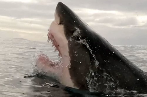 Great white shark dubbed ‘Big Girl’ flashes her huge jaws