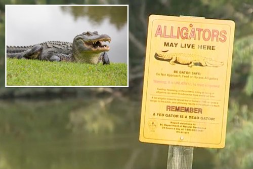 Alligator kills 88-year-old South Carolina woman who slipped into pond