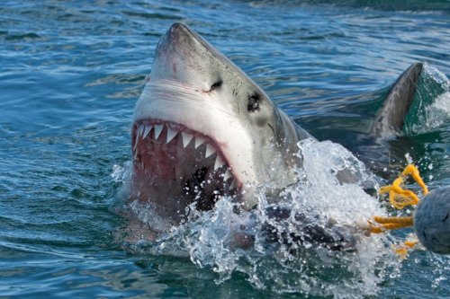 Great White Decapitates Diver In First Fatal Shark Attack Of 2023 