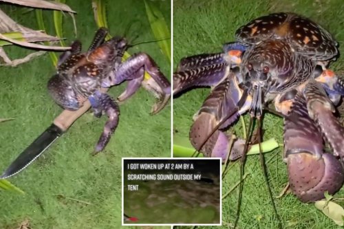 Camper awakes to knife-carrying killer crab at tent: ‘Lucky to be alive’