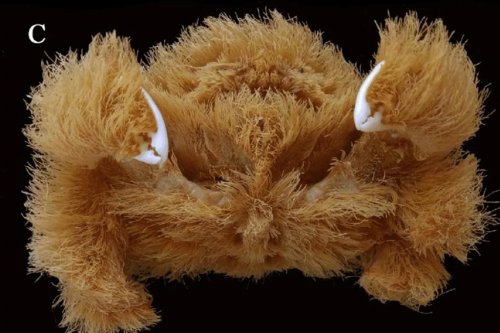 Horrifying new crab species covered in ‘hair’ identified by scientists