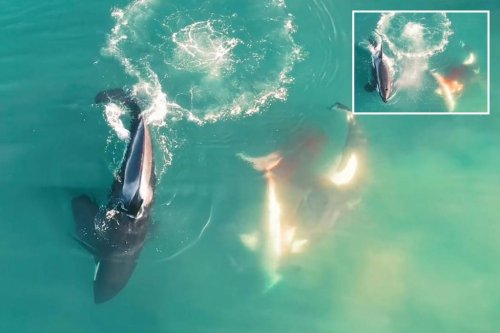 Orca whales devour great white shark in wild Mossel Bay footage