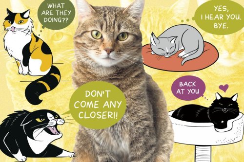 Mewow! The tell-tail signs your cat is trying to communicate