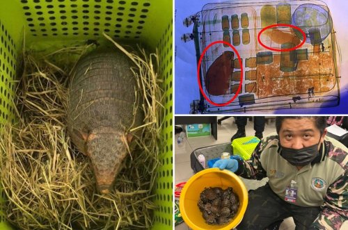 109 live animals — including snakes — found in two women’s luggage