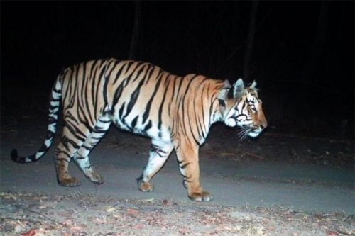 This tiger just wants to get laid after the ‘longest walk’ in history