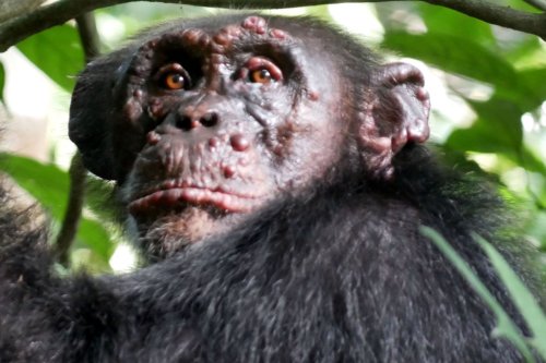 Scientists baffled after leprosy found in chimps for the first time ever