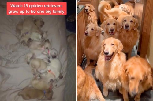 I have 13 golden retrievers — they eat 400 lbs of food a month and run my house