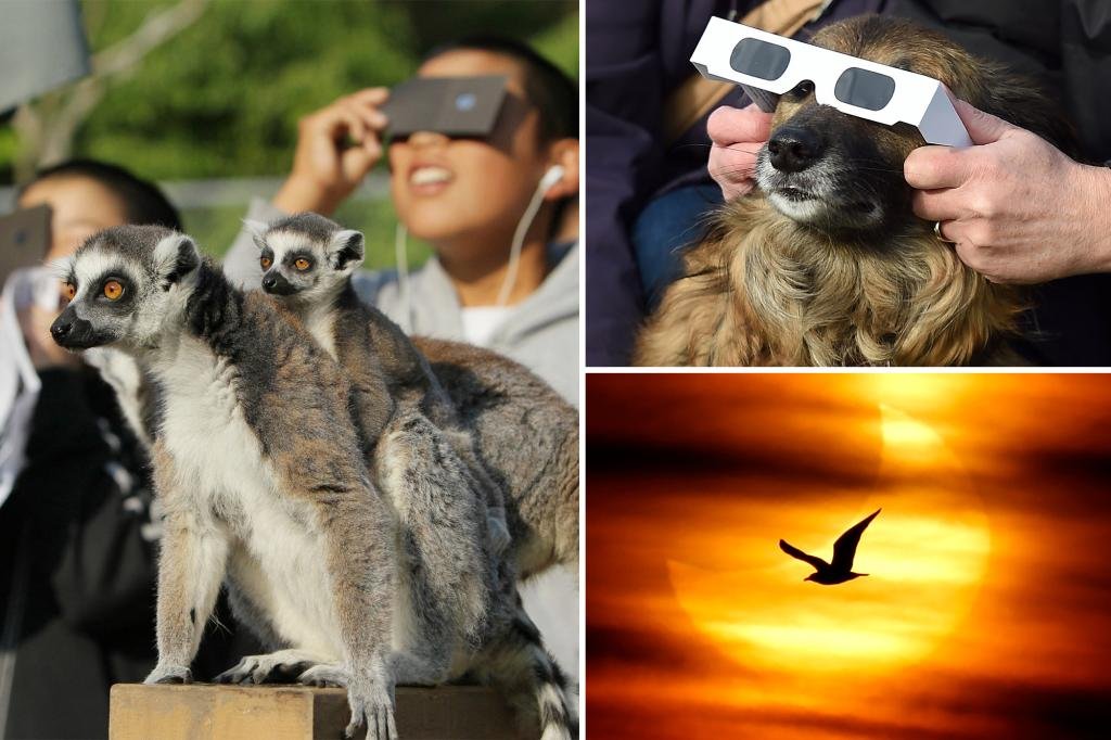 Scientists eager to see how animals react to eclipse