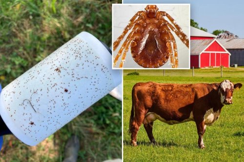 Tiny, cattle-killing ticks spread across Ohio: ‘No getting rid of them’