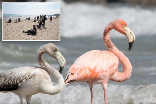 Flamingos spotted in Wisconsin for first time in history: ‘This is huge’