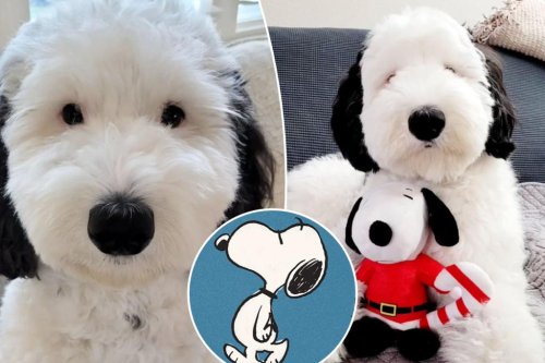 Snoopy’s identical, real-life twin takes over the internet: ‘You’re ...