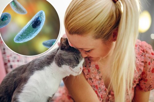 Long-suspected link between cats and schizophrenia could be real: new study
