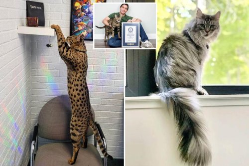 Michigan doctor’s two cats break Guinness World Records