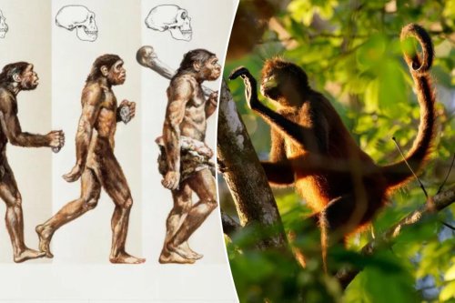 Humans lost their tails during evolution — and NYU scientists think they’ve figured out why