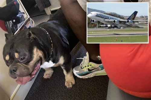 Couple demand refund after Singapore Airlines flight ruined by farting dog