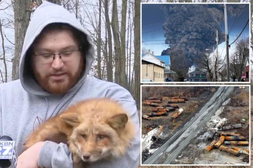 animals-falling-sick-dying-near-hellish-ohio-train-derailment-site