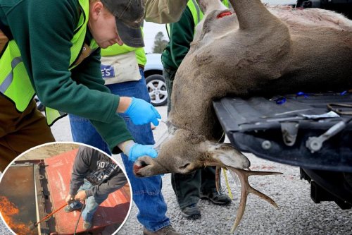 Scientists fear 100% fatal ‘zombie deer disease’ will mutate to infect humans: ‘There are no contingency plans’