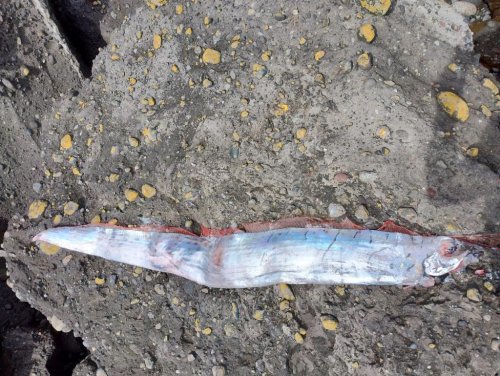 15-foot ‘doomsday Fish’ Washes Up On Beach: ‘We Are All Going To Die ...