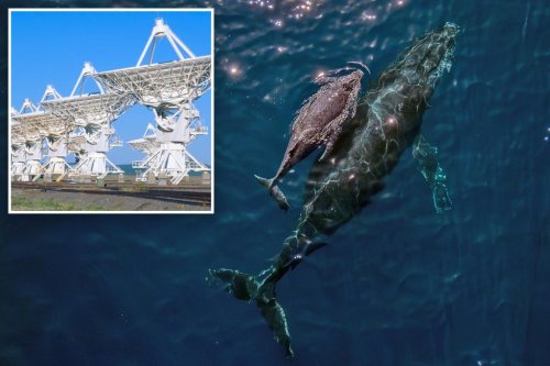 Scientists have a ‘conversation’ with a humpback whale —which they hope will help mankind communicate with aliens