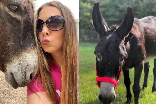 Monte the ‘singing’ donkey wails to TikTok fame: ‘You can’t help but laugh at him’
