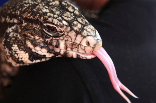 Sightings of ravenous 4-foot lizards surge in southeastern US