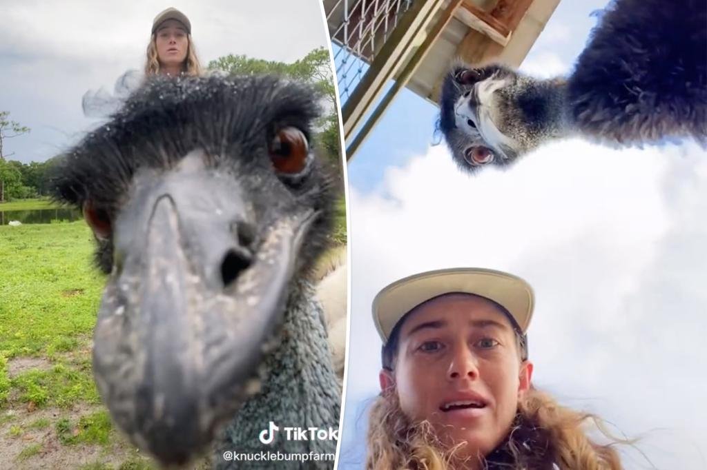 Meet Emmanuel, the camera-friendly emu taking over TikTok