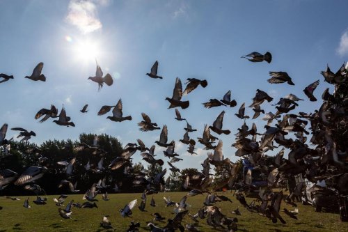 ‘Worst day ever’ in pigeon racing history as 5,000 birds vanish