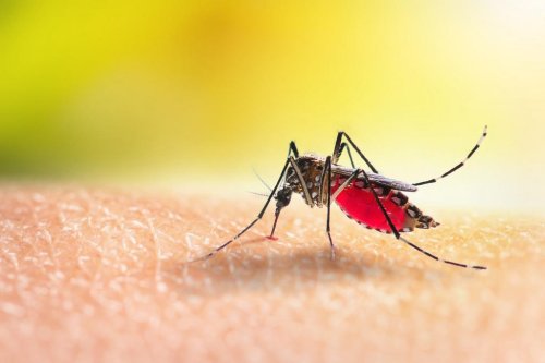 Weird reason mosquitos prefer biting certain people