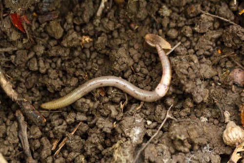 Jumping, hungry ‘snake worms’ are here to make life hell