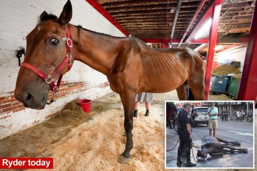 NYC carriage horse on the mend after scary collapse in Manhattan: stable worker