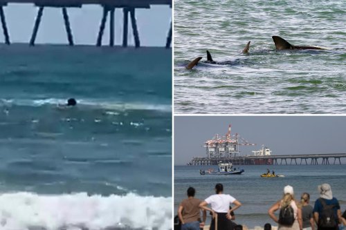 Diver believed to have been killed in shark attack filmed by helpless beachgoers: ‘They’re biting me!’