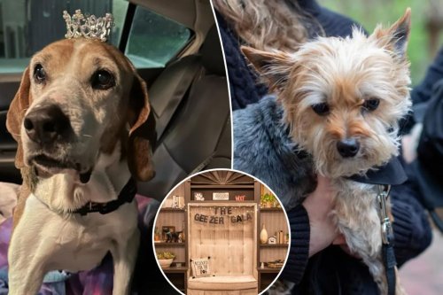 ‘Geezer’ dogs party inside sanctuary for elderly, ailing pooches