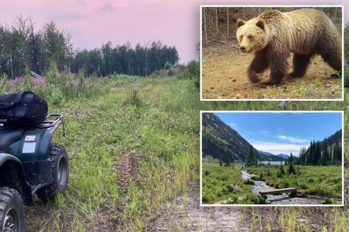 Grizzly bear attacks woman planting trees in Canadian protected park