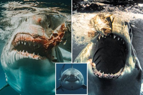 This is the terrifying view you’d see just before being eaten by a shark