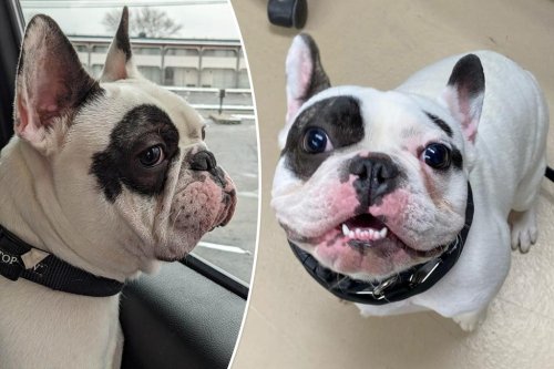 World’s cutest — and most terrifying — French bulldog finds forever home