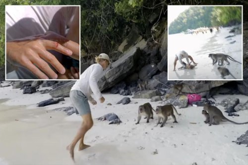 Dad takes on pack of aggressive monkeys as they lunge at his son in Thailand