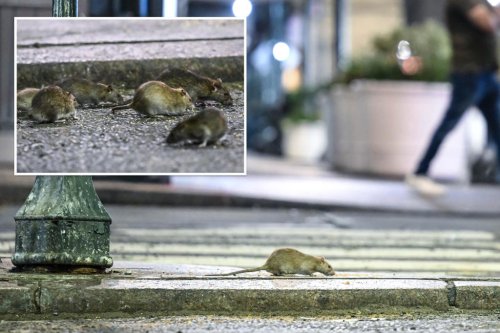Infectious disease spread by rat urine seeps into NYC after record high 2023: officials