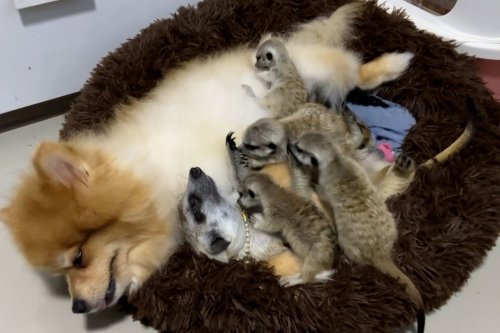 Unlikely co-parents: Meerkat and her 6 babies snuggle with Pomeranian