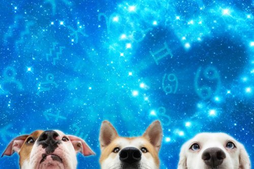 What dog breed is most compatible with your zodiac sign?